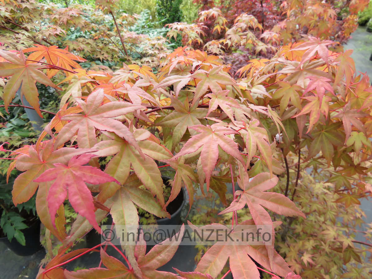 Acer palmatum De shohjoh nah.JPG